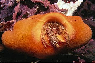 世嘉与杰尼斯就上线Steam产生分歧 《审判之眼：湮灭的记忆》或成系列最终作